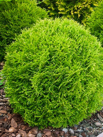 2 Little Giant Arborvitae - live starter plants less than 12 inches tall
