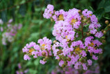6 Crape Myrtle Muskogee - live starter plants less than 12 inches tall