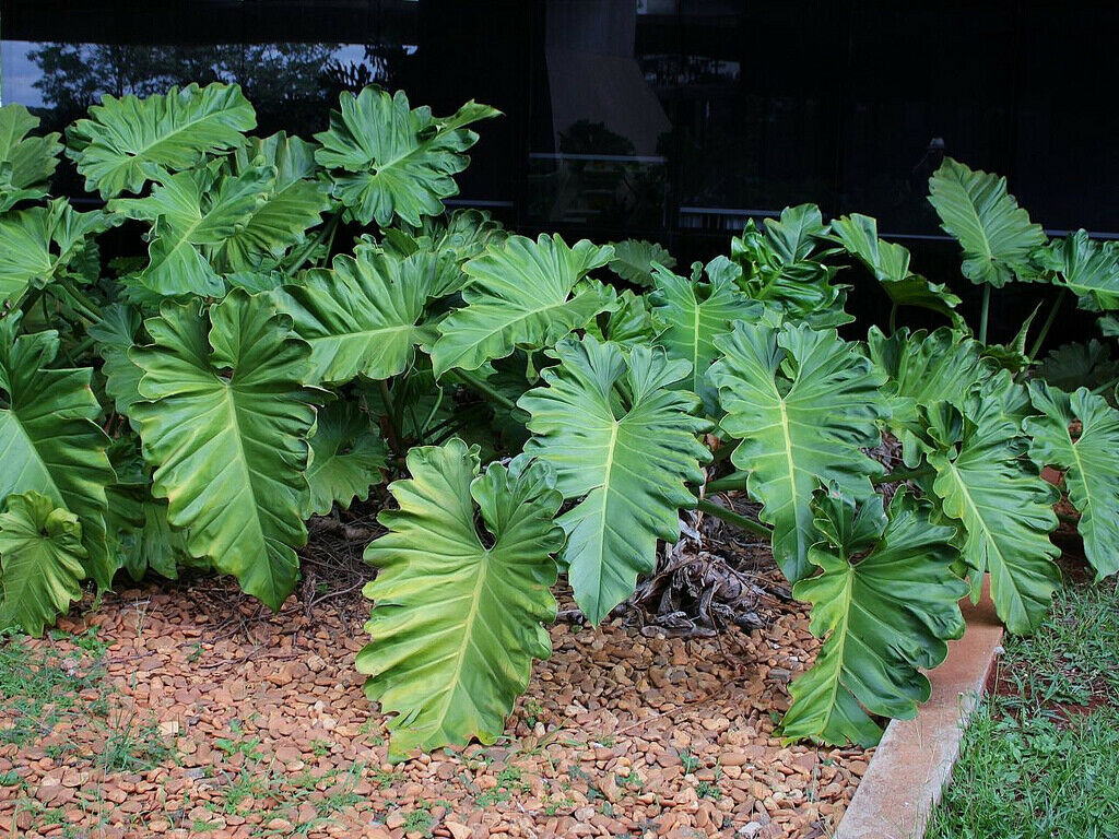 6 Philodendron Xanadu