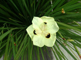 6 Yellow African Iris - These are small starter plants less than 12 inches.