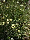 6 Yellow African Iris - These are small starter plants less than 12 inches.