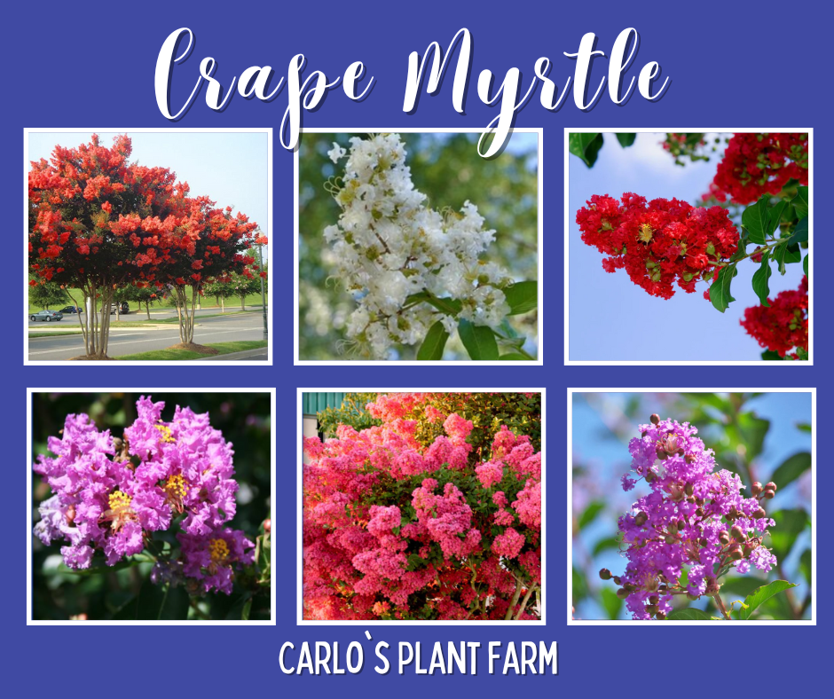 Discover more of CRAPE MYRTLE PLANTS!