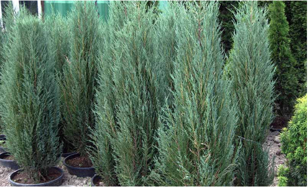 Juniper Plants on Christmas