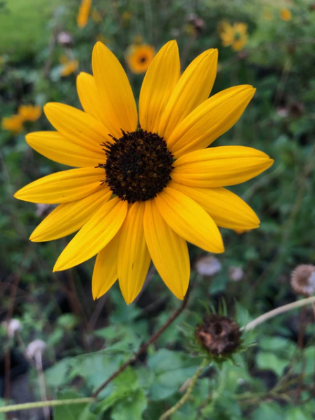 PLANT HACK | SUNFLOWER