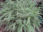 2 Dianella Flax Lily - live starter plants less than 12 inches tall