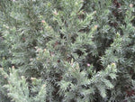 6 Spiny Greek Juniper