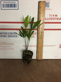 6 Coontie Palm - Live Plants