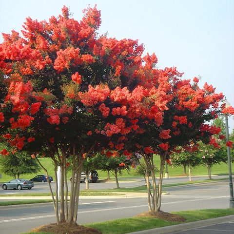 2 Crape Myrtle Tuscarora - Live Plants