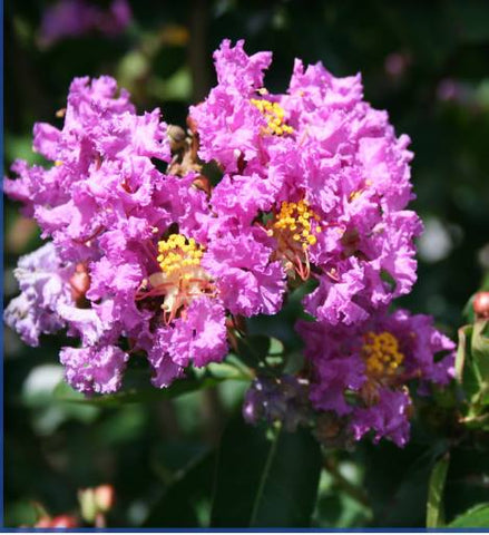 6 Crape Myrtle Catawba