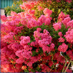 2 Crape Myrtle Tonto - live starter plants less than 12 inches tall