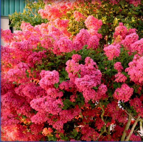 6 Crape Myrtle Tonto