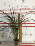 6 Red Fountain Grass - Live Plants