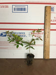 2 Francis Mason Abelia - Live Plants