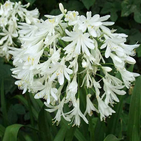 12 Agapanthus Getty White