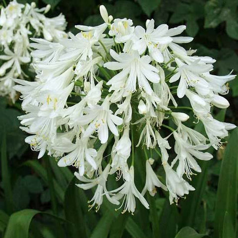 2 Agapanthus Getty White - live starter plants less than 12 inches tall