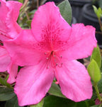 Red Formosa Azalea