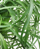 2 Ponytail Palm -4 inch Pot- Live Plants