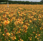 Bulbine Hallmark Orange