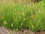 Bulbine Hallmark Orange