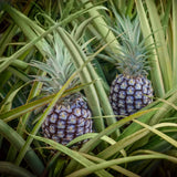 2 White Jade Pineapple - live starter plants less than 12 inches tall