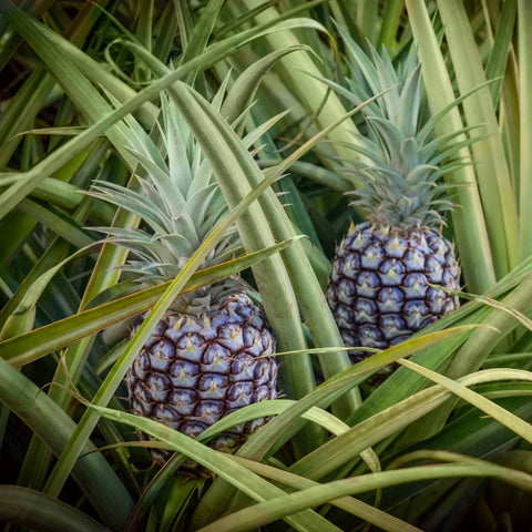 2 White Jade Pineapple - live starter plants less than 12 inches tall