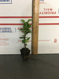 2 Confederate Jasmine - Live Plants