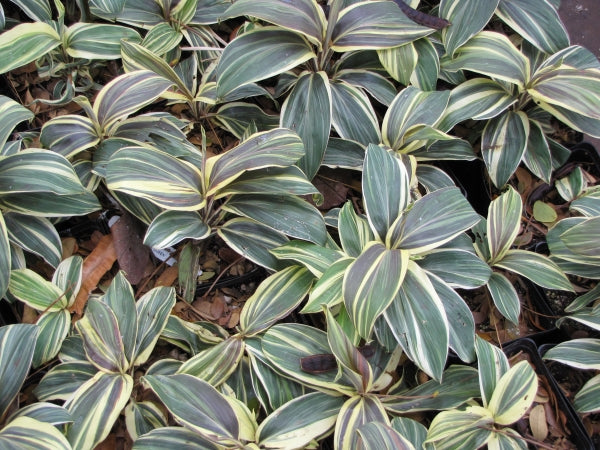 売上実績NO.1 Chocolate Queen Farm Plant Carlo's – Cordyline その他観葉植物
