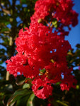 2 Crape Myrtle Red Rocket - live starter plants less than 12 inches tall
