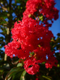 2 Crape Myrtle Red Rocket - live starter plants less than 12 inches tall