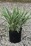 2 Dianella Flax Lily - live starter plants less than 12 inches tall