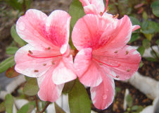 2 Dogwood Azalea - live starter plants less than 12 inches tall