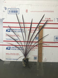 2 Cordyline Red Sensation