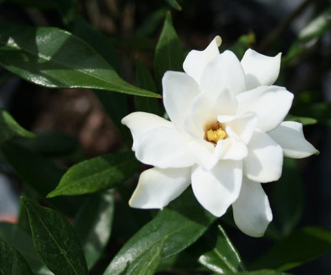 6 August Beauty Gardenia-Live Plants