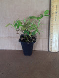 2 Golden Glory Ornamental Peanut - live starter plants less than 12 inches tall