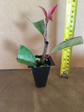 2 Photinia Red Tip - live starter plants less than 12 inches tall