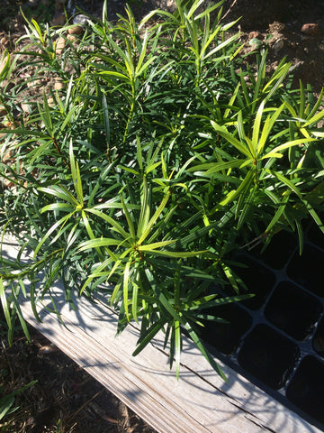 Podocarpus Macrophyllus