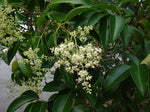 6 Lucidum Ligustrum - Live Plants