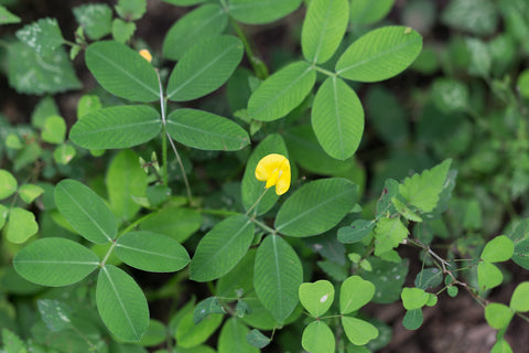 2 Golden Glory Ornamental Peanut - live starter plants less than 12 inches tall