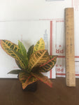 2 Croton Petra - live starter plants less than 12 inches tall