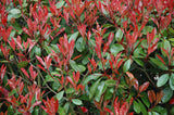 Photinia Red Tip