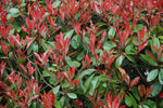 2 Photinia Red Tip - live starter plants less than 12 inches tall