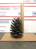 Pine Cone