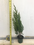 Spiny Greek Juniper -Live Plant-4 inch Pot