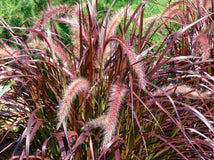 6 Red Fountain Grass - Live Plants