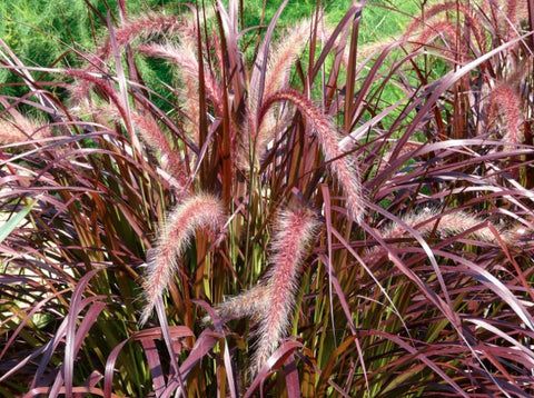 Red Fountain Grass - Live Plants