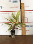 2 Chocolate Queen Cordyline - live starter plants less than 12 inches tall