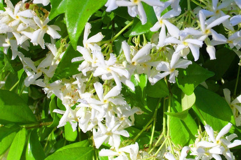 6 Confederate Jasmine - Live Plants