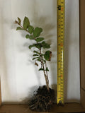 2 Crape Myrtle Muskogee - live starter plants less than 12 inches tall