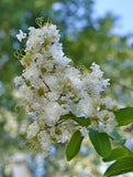 2 Crape Myrtle Natchez