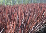 2 Cordyline Red Sensation